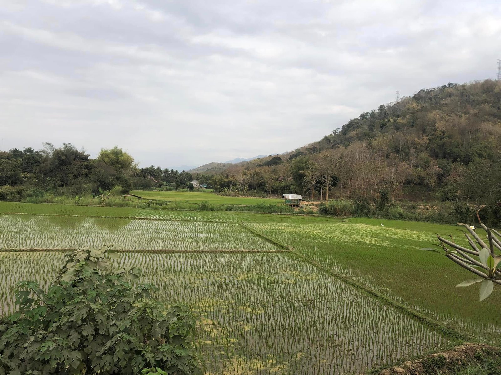 22 Days Hanoi Cycling to Luang Prabang and to Chiang Mai